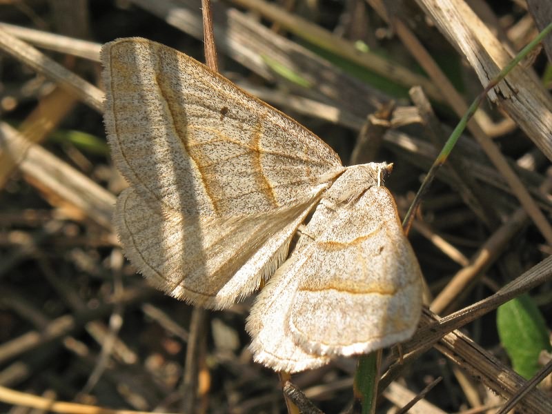 Scotopteryx mucronata (Scopoli, 1763)